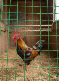 25 mm PVC Puntalı Tel